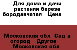Для дома и дачи-растения береза бородавчатая › Цена ­ 350 - Московская обл. Сад и огород » Другое   . Московская обл.